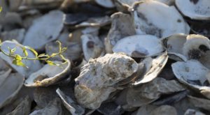 Oyster Restoration Virginia